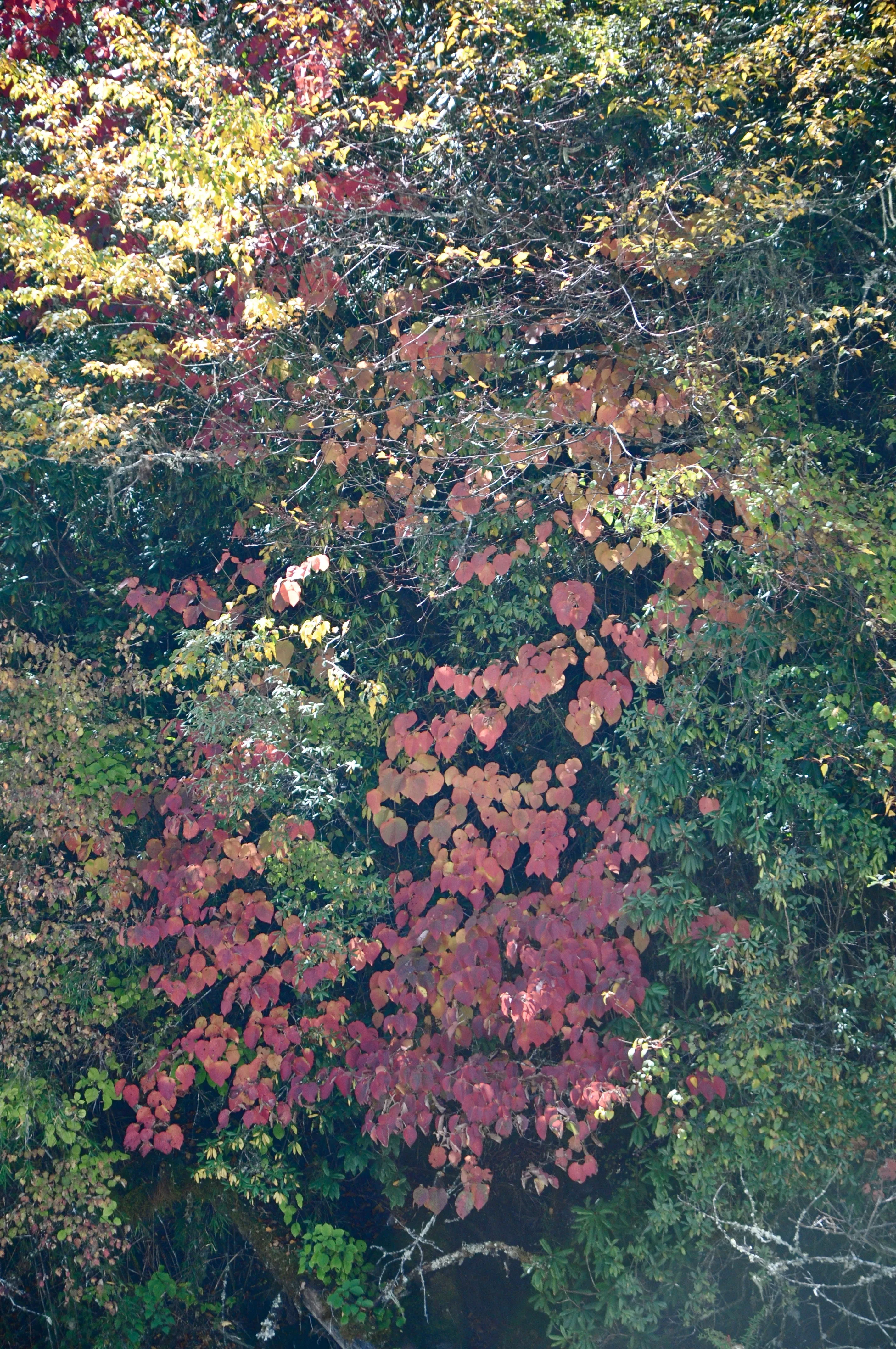 Viburnum furcatum (Species viburnum)